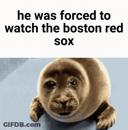Seal Forced To Watch The Boston Red Sox GIF