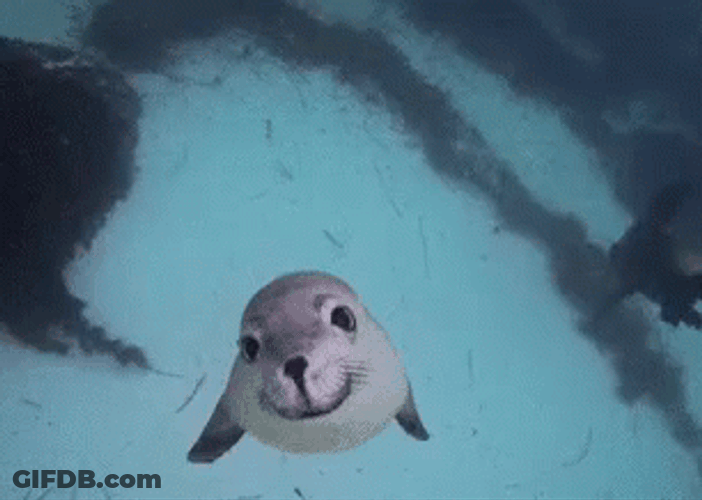 Seal Happily Swimming GIF