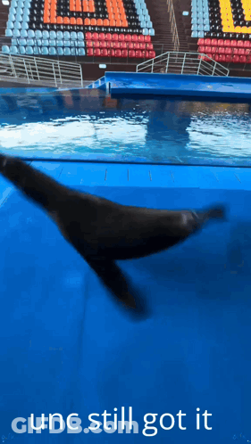 Seal In Pool Saying Unc Still Got It GIF
