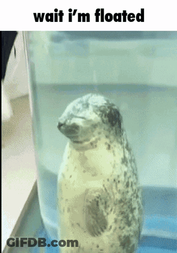 Seal In Tank Saying Wait I'm Floated GIF