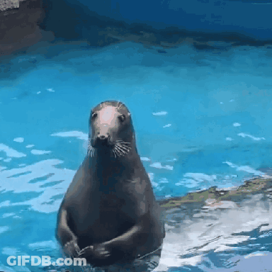 Seal In Water Looking At Camera GIF