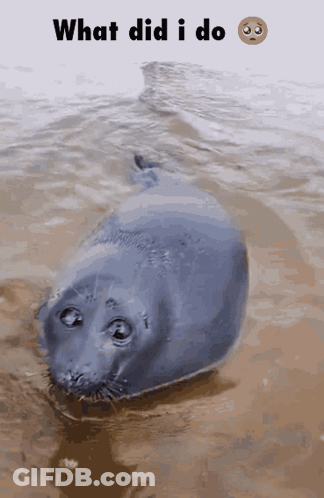 Seal In Water Saying What Did I Do GIF