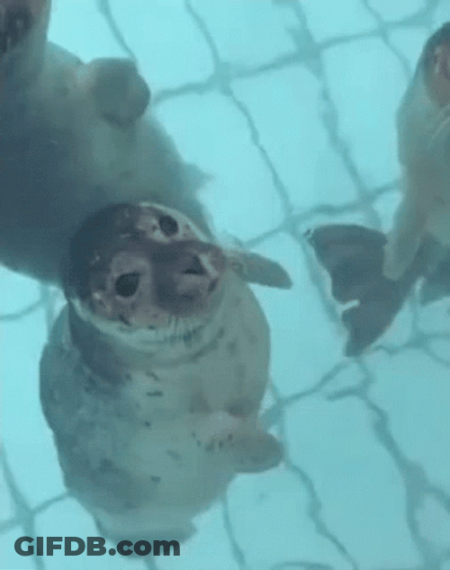 Seal Kissing The Other One GIF