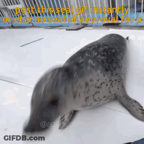 Seal Laying Down Saying Post This Seal GIF Instantly Or Else No Seal Of Approval For Me GIF