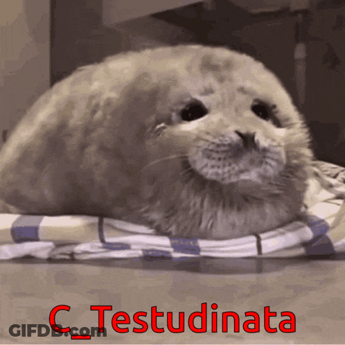 Seal Laying On Blanket C_testudinata GIF