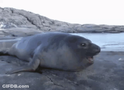 Seal Laying On Rock By Water GIF
