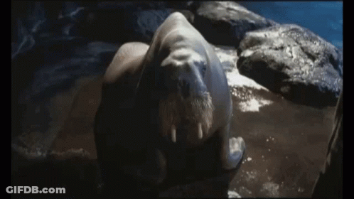 Seal Laying On Rock I Don't Get It GIF