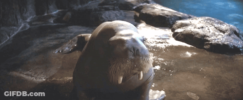 Seal Laying On Rock Looking At Camera GIF