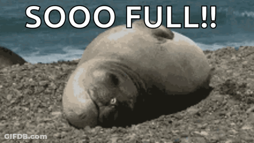 Seal Laying On Rocky Beach Saying Sooo Full GIF