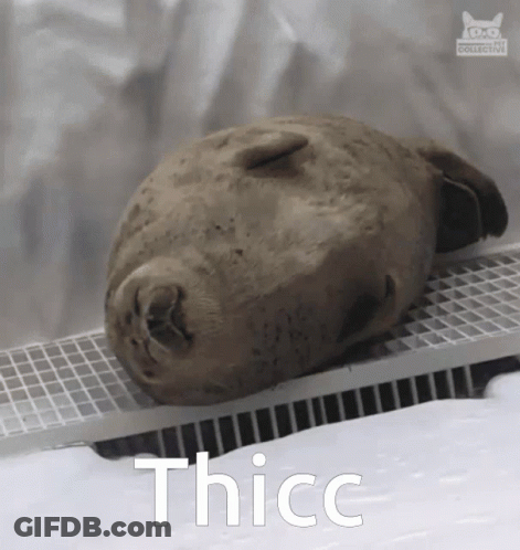 Seal Laying On Shelf With Thicc GIF