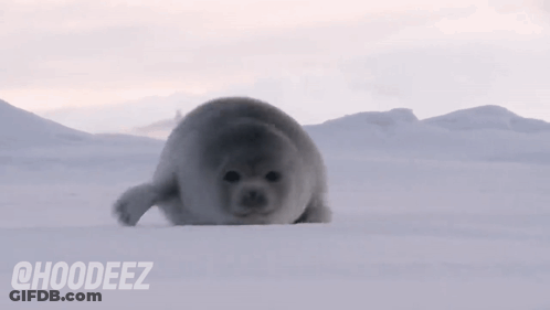 Seal Laying On Snowy Field GIF
