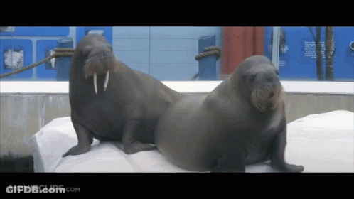 Seal Laying On Water Edge With NDR GIF