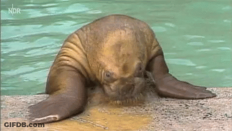 Seal Laying On Water Edge With Ndr GIF