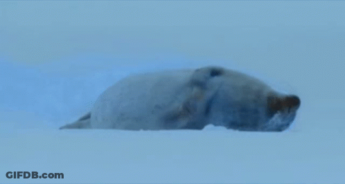 Seal Lying In Ice Looking At Camera GIF