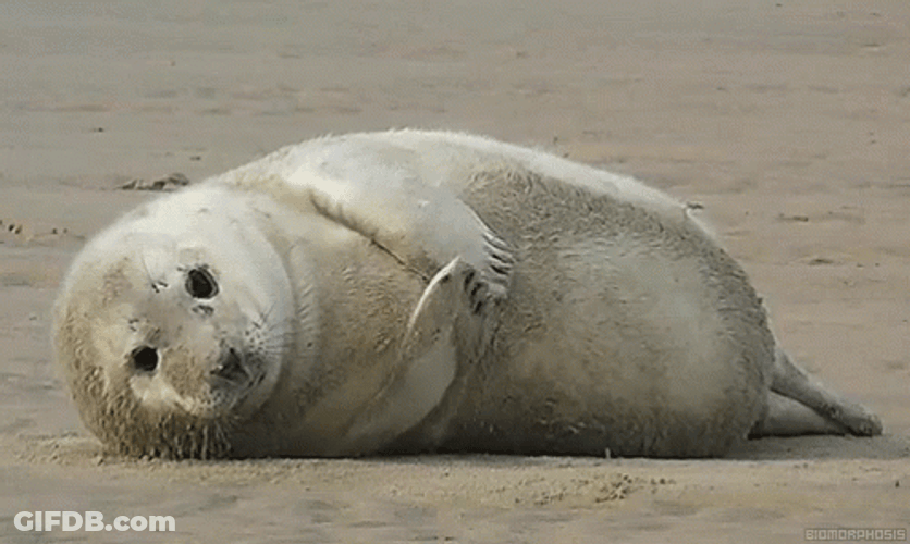 Seal Lying In Sand GIF