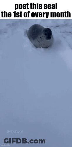 Seal Lying In Snow With Post This Seal Caption GIF