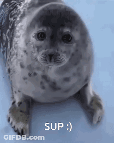 Seal Lying On Blue Surface With Sup GIF