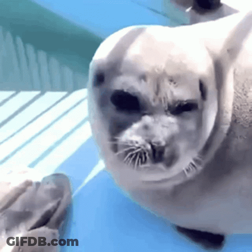 Seal Lying On Blue Table GIF