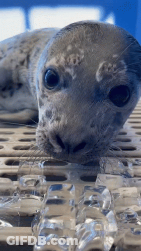 Seal Lying On Ice Cubes GIF
