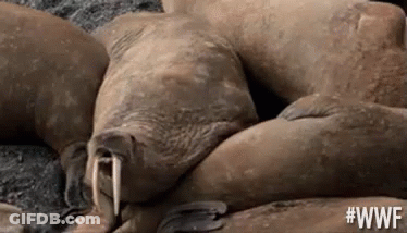 Seal Lying On Ice Looking At Camera GIF
