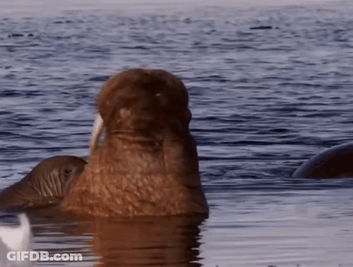 Seal Lying On Rock Saying I Don't Get It GIF