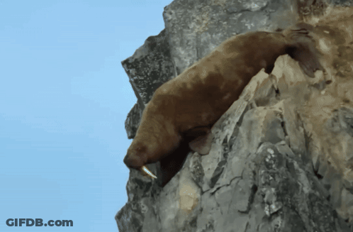 Seal Lying On Rock With Mouth Open GIF