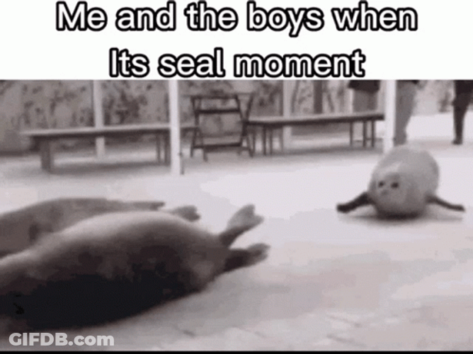 Seal Moment In Motion GIF