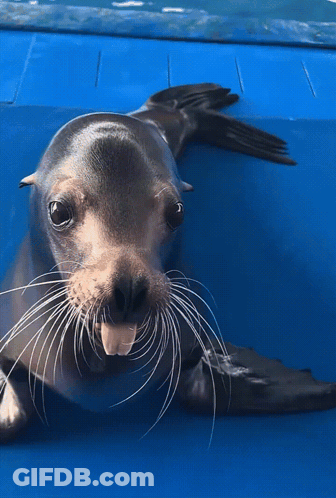 Seal On Back Blue Surface Looking At Camera GIF