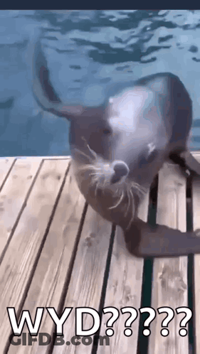 Seal On Wooden Dock Looking At Camera GIF
