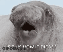 Seal Open Mouth Is This How It Died GIF