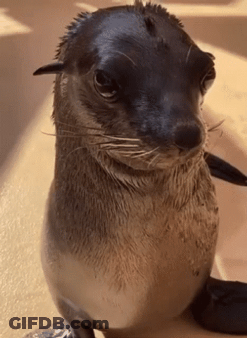 Seal Playfully Stick Out Tongue GIF