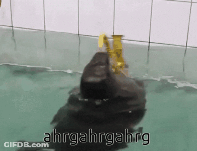 Seal Playing Saxophone In The Water GIF