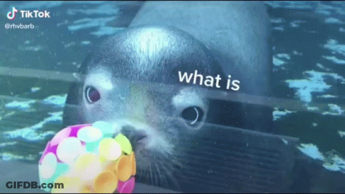 Seal Playing With Colorful Ball Saying What Is GIF