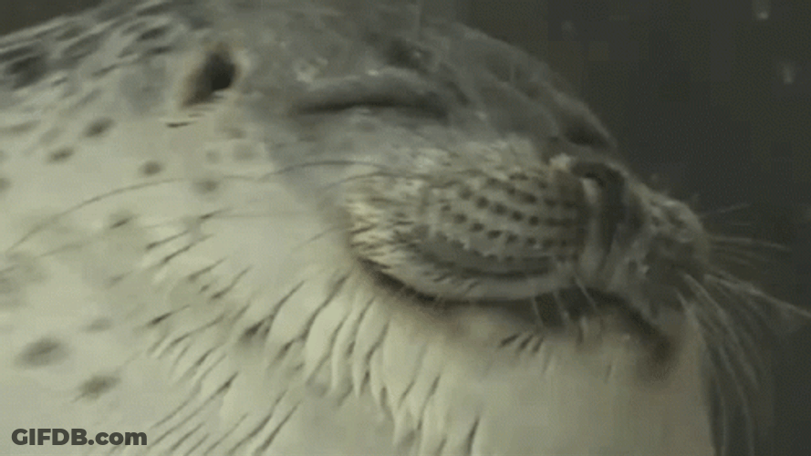 Seal Pretending To Be Sleeping GIF