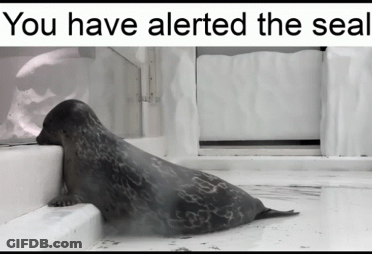 Seal Roaming Around GIF