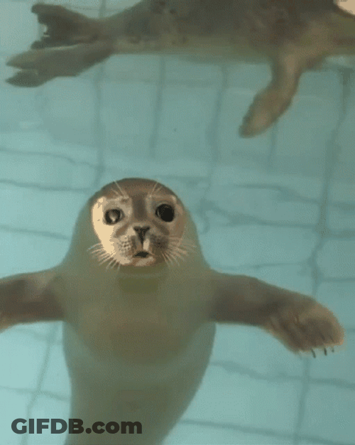 Seal GIF