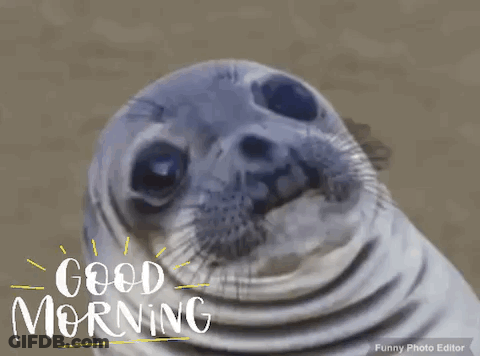 Seal Saying Good Morning GIF