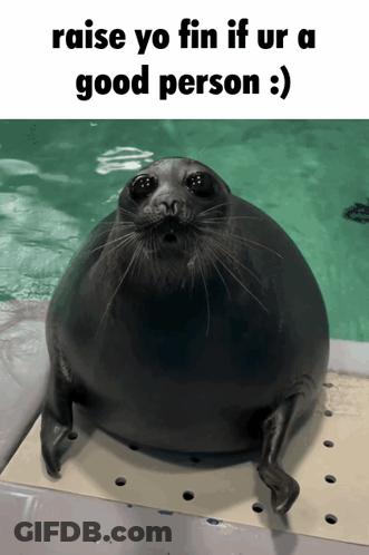 Seal Saying Raise Yo Fin If Ur A Good Person GIF