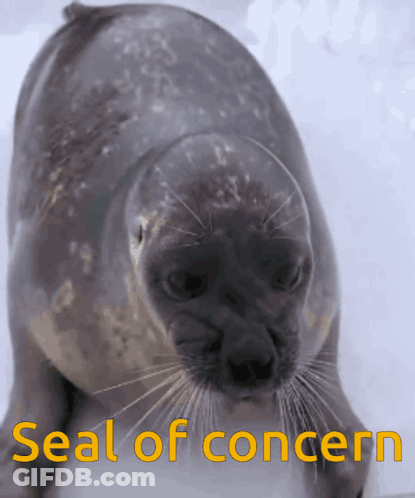 Seal Saying Seal Of Concern GIF
