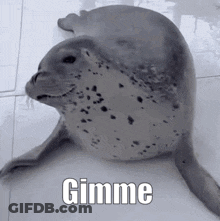 Seal Sitting On Floor Saying Gimme GIF