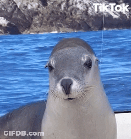 Seal Smiling And Showing Teeth GIF