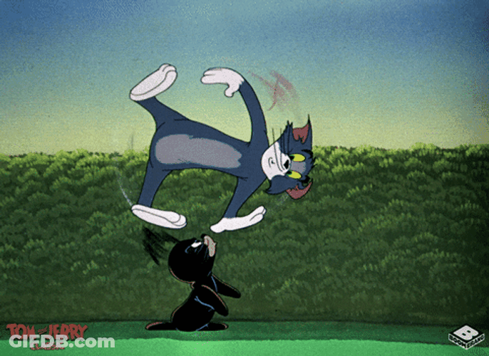 Seal Spinning Tom GIF
