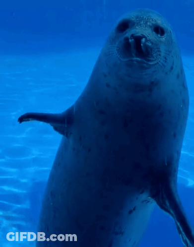 Seal Standing And Waving GIF