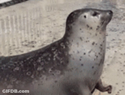 Seal Standing On Hind Legs On Beach GIF