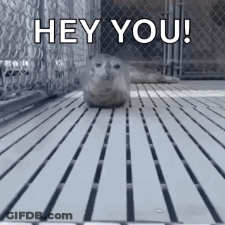 Seal Standing On Wooden Floor GIF