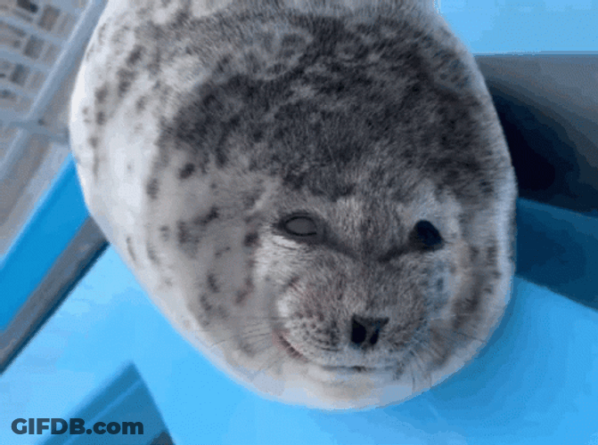 Seal Sticking Out Tongue GIF