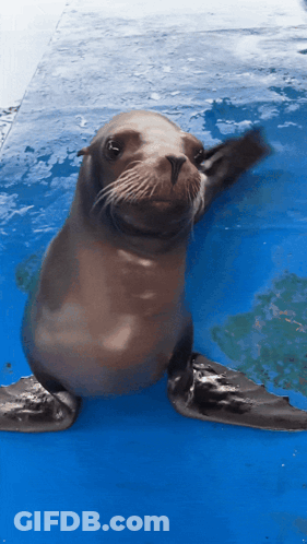 Seal Swimming In Blue Pool Looking At Camera GIF