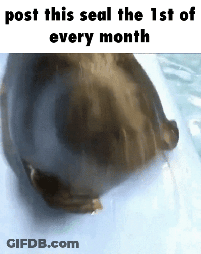 Seal Swimming In Water GIF