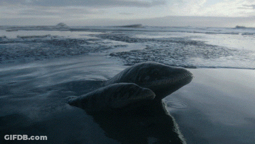 Seal Swimming In Water With Cloudy Sky GIF