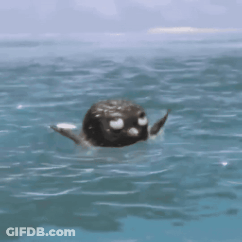 Seal Swimming Looking At Camera GIF